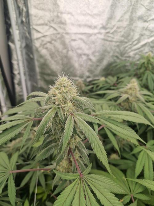 Cherry poppers pheno hunt. Week 12