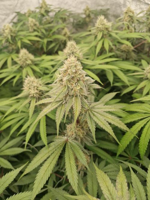 Cherry poppers pheno hunt. Week 12