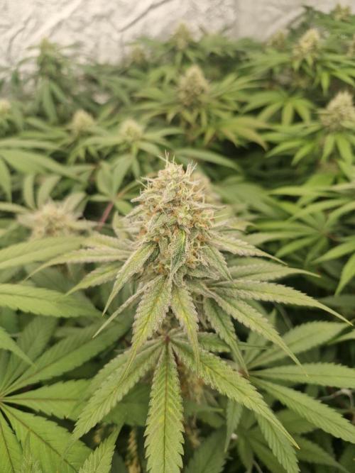 Cherry poppers pheno hunt. Week 12