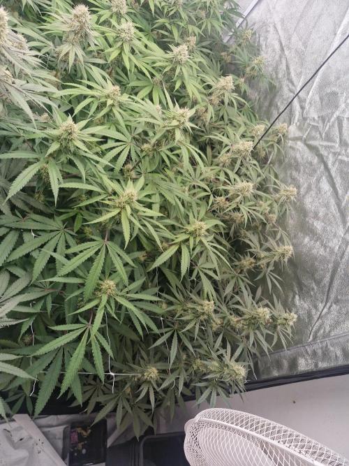 Blue dream pheno hunt. Week 12