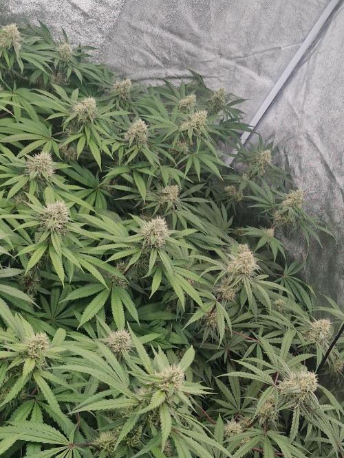 Blue dream pheno hunt. Week 12