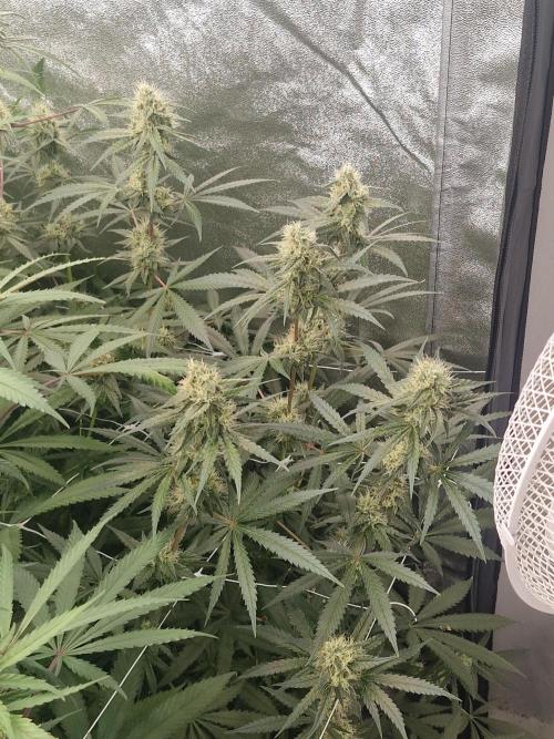 Blue dream pheno hunt. Week 12