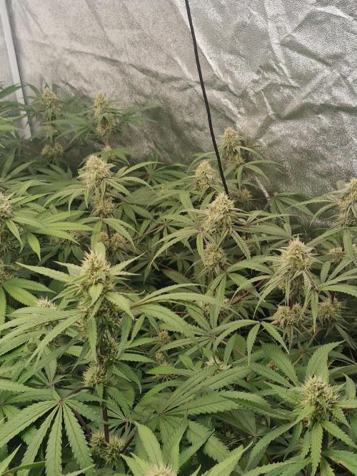 Blue dream pheno hunt. Week 12