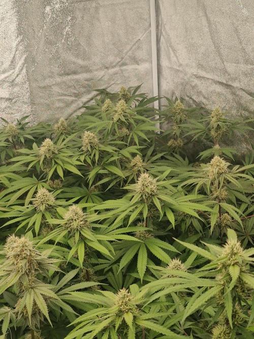 Blue dream pheno hunt. Week 12