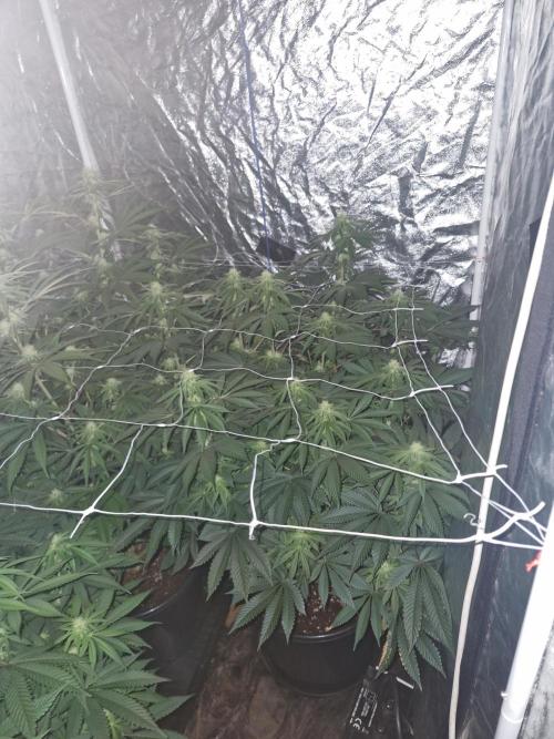 Rs11 pheno hunt. Week 12