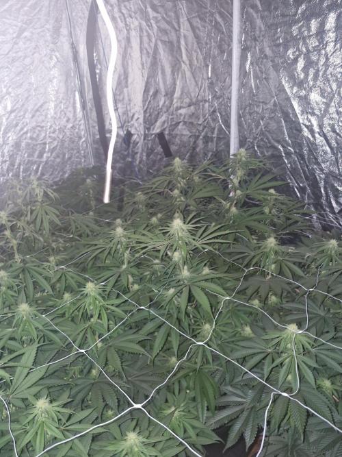 Rs11 pheno hunt. Week 12