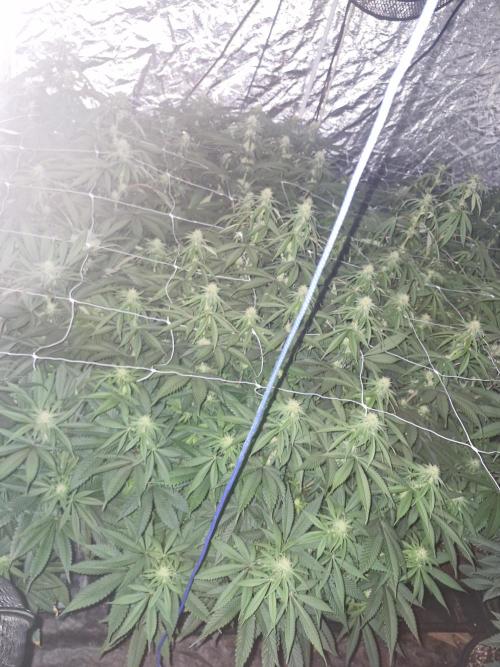 Rs11 pheno hunt. Week 12