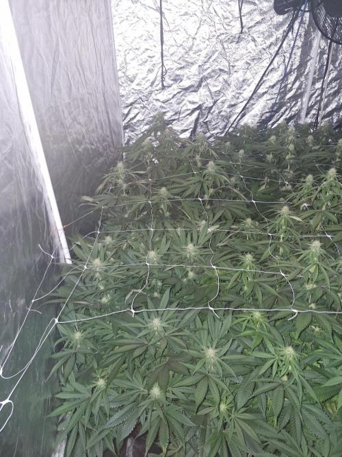 Rs11 pheno hunt. Week 12