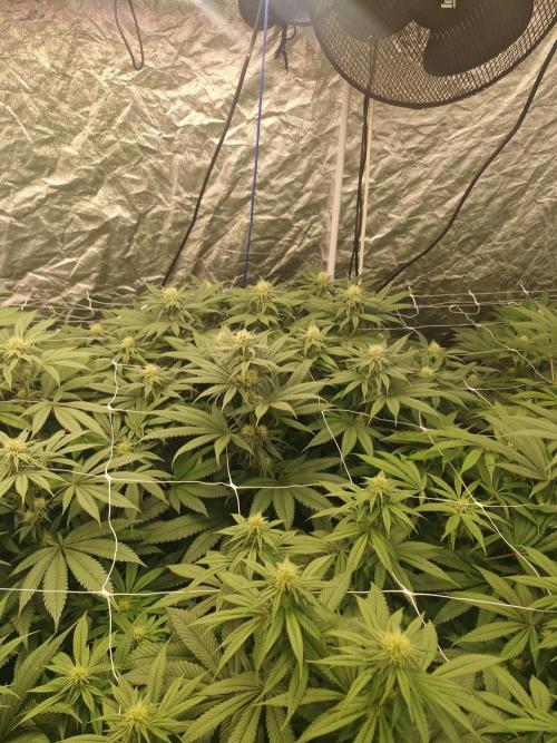 Rs11 pheno hunt. Week 12