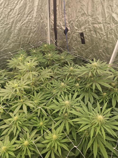 Rs11 pheno hunt. Week 12