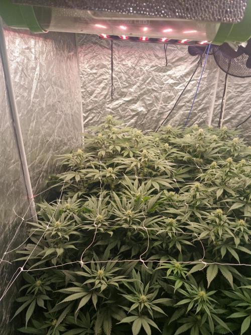 Rs11 pheno hunt. Week 12