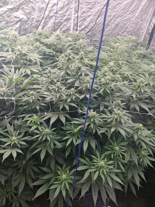 Rs11 pheno hunt. Week 12