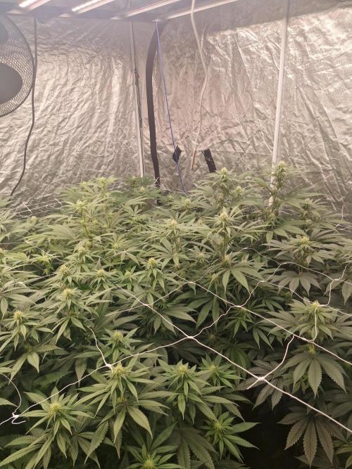Rs11 pheno hunt. Week 12