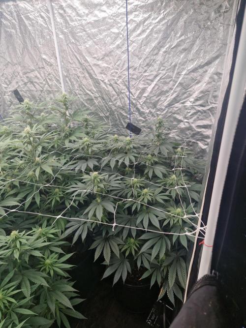 Rs11 pheno hunt. Week 12