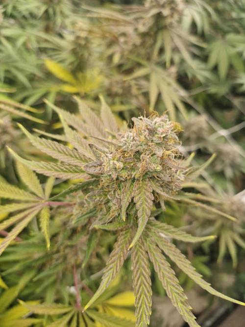 Stardawg pheno hunt. Week 13