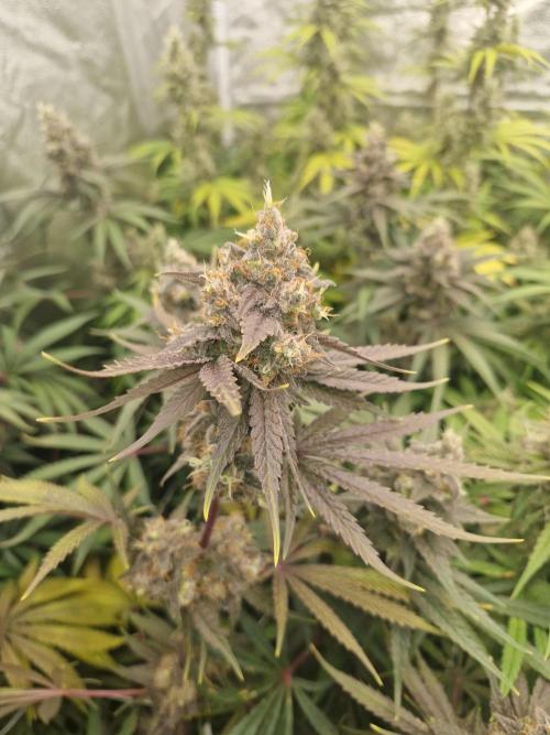 Stardawg pheno hunt. Week 13