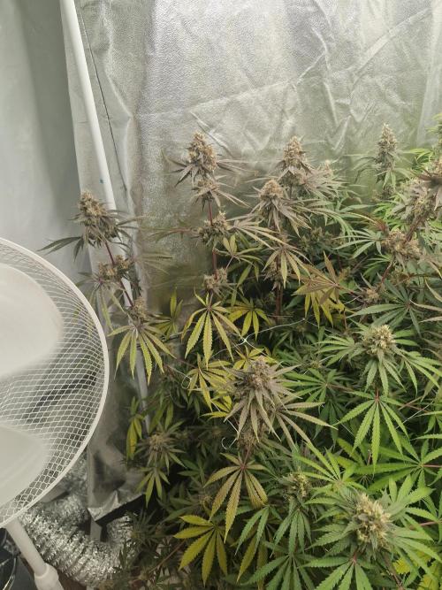 Stardawg pheno hunt. Week 13