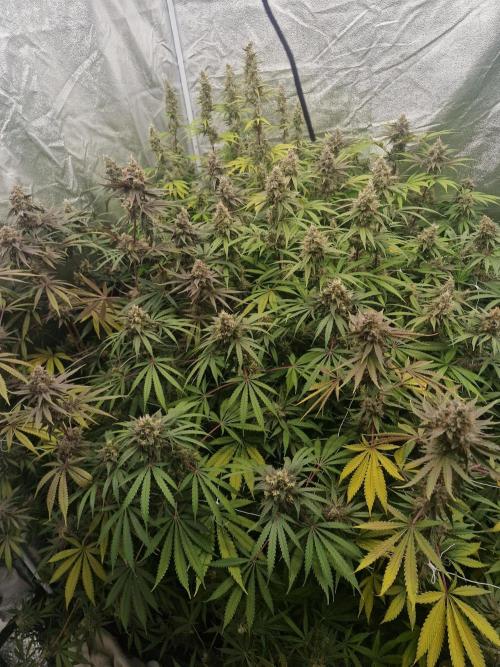 Stardawg pheno hunt. Week 13