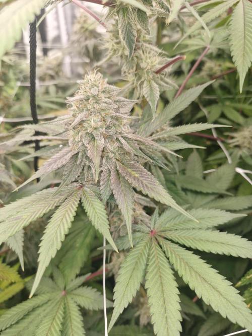 Cherry poppers pheno hunt. Week 13