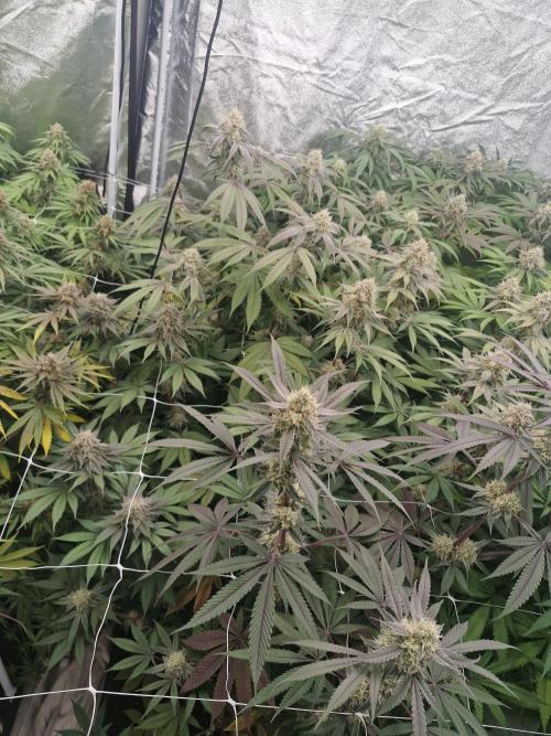 Cherry poppers pheno hunt. Week 13