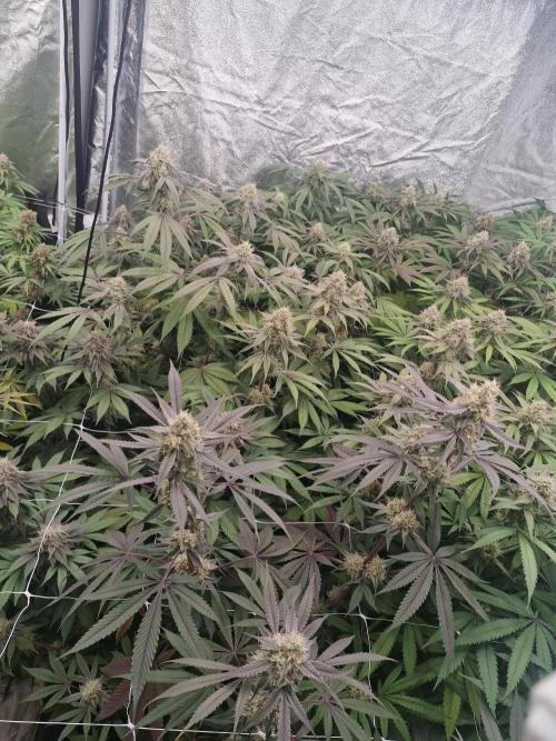 Cherry poppers pheno hunt. Week 13