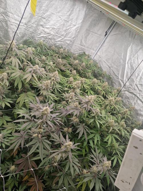 Cherry poppers pheno hunt. Week 13