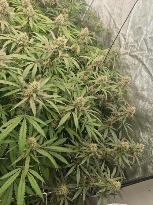Blue dream pheno hunt. Week 13