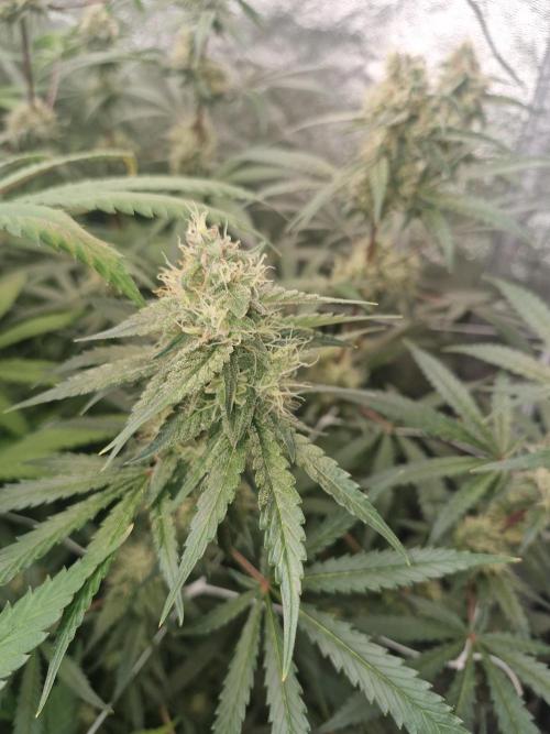Blue dream pheno hunt. Week 13