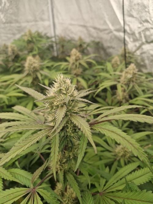 Blue dream pheno hunt. Week 13