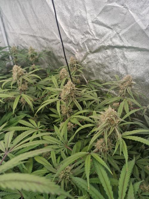 Blue dream pheno hunt. Week 13