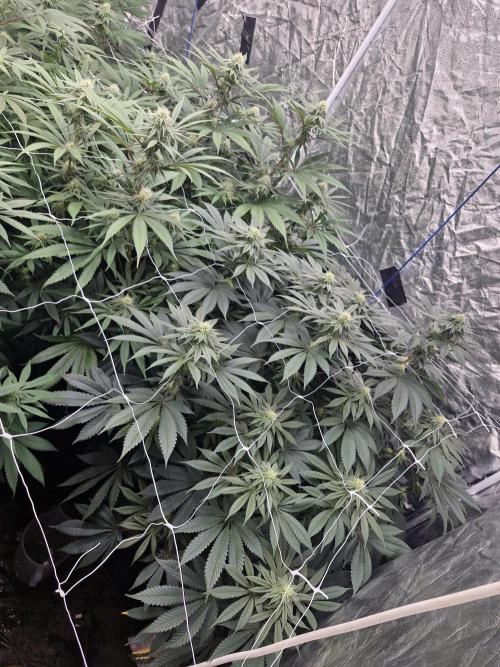 Rs11 pheno hunt. Week 13