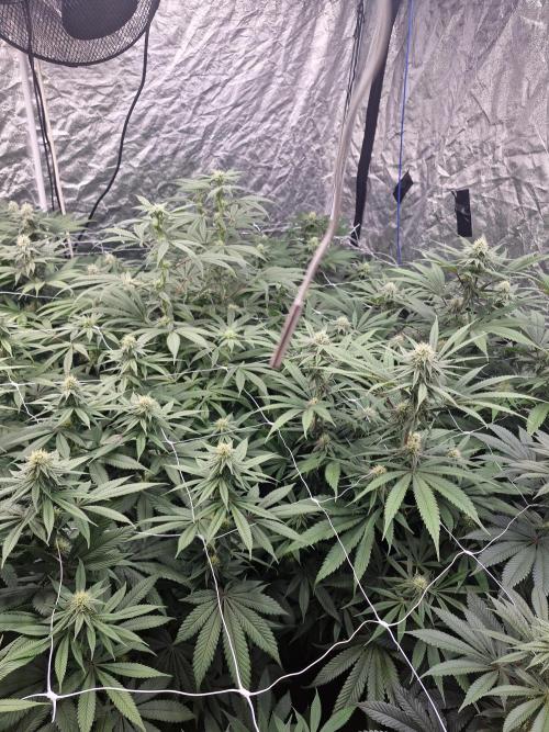 Rs11 pheno hunt. Week 13