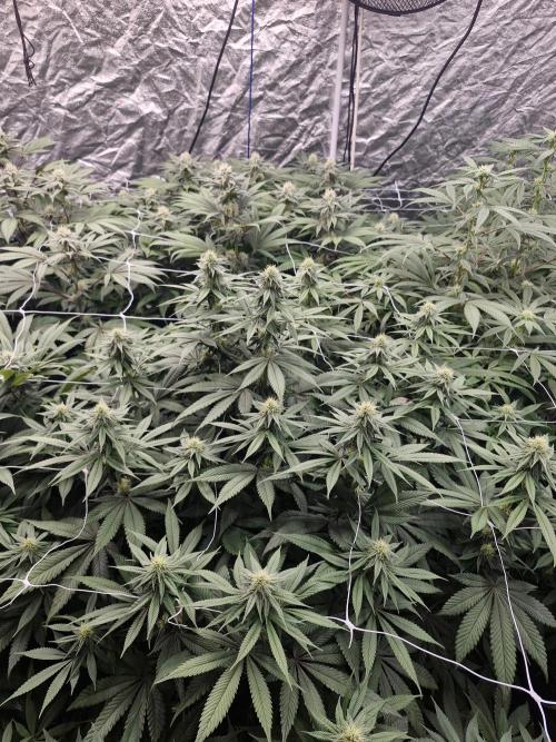 Rs11 pheno hunt. Week 13