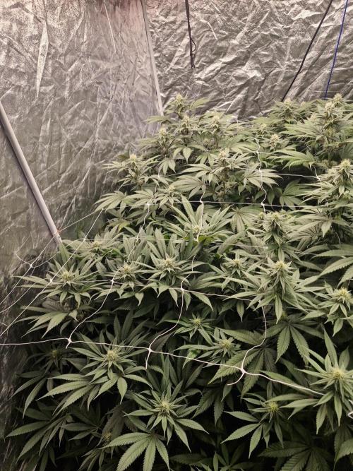Rs11 pheno hunt. Week 13