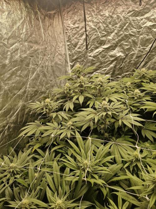 Rs11 pheno hunt. Week 13