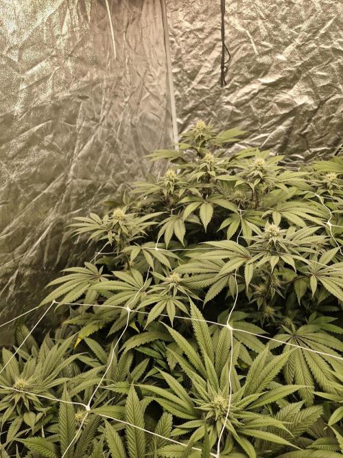 Rs11 pheno hunt. Week 13