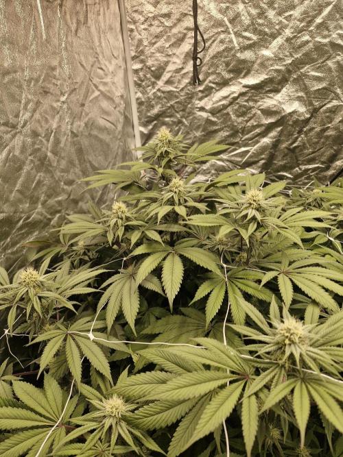 Rs11 pheno hunt. Week 13