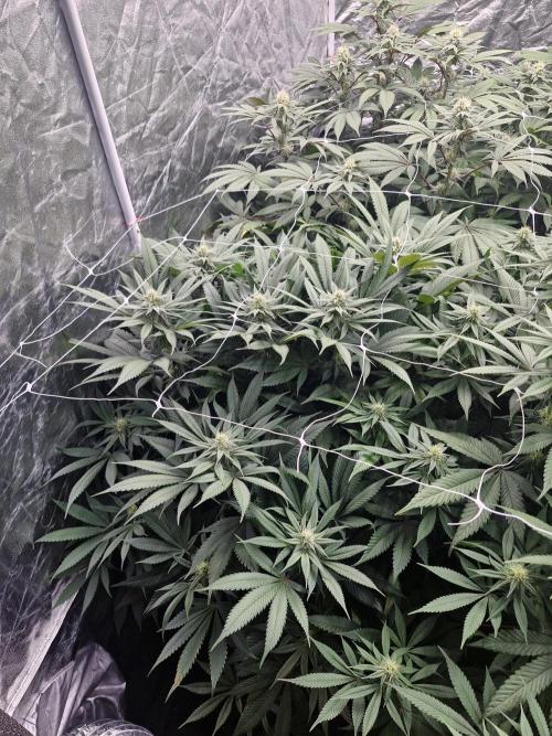 Rs11 pheno hunt. Week 13