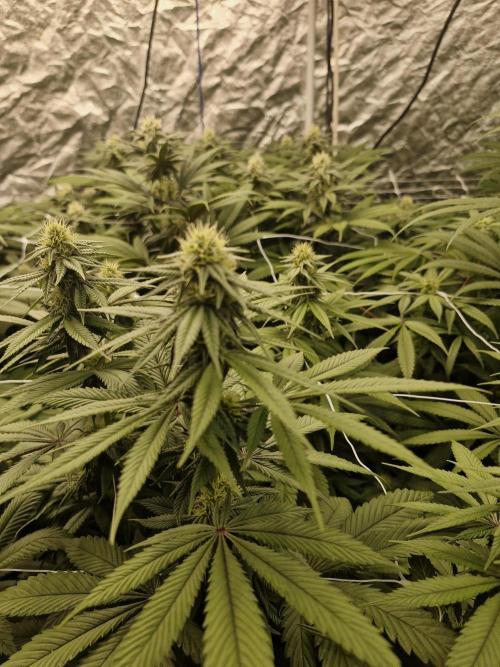 Rs11 pheno hunt. Week 13