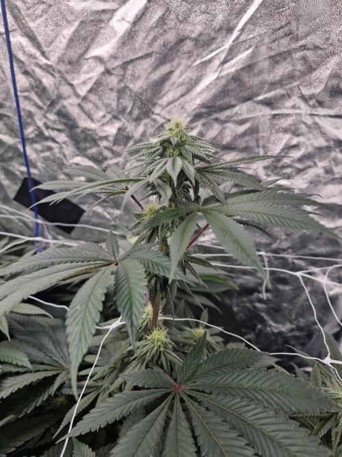 Rs11 pheno hunt. Week 13