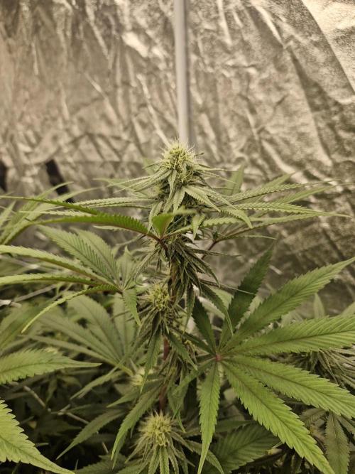 Rs11 pheno hunt. Week 13