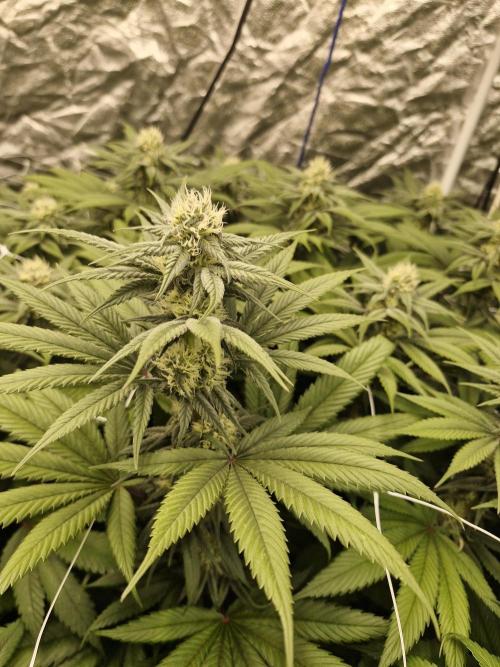 Rs11 pheno hunt. Week 13