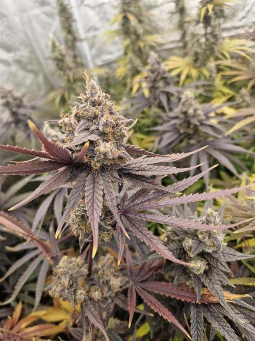 Stardawg pheno hunt. Week 14