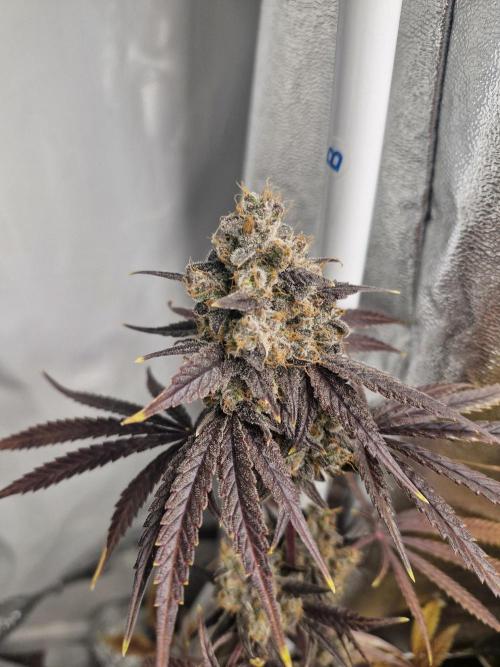 Stardawg pheno hunt. Week 14