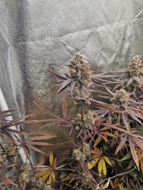 Stardawg pheno hunt. Week 14