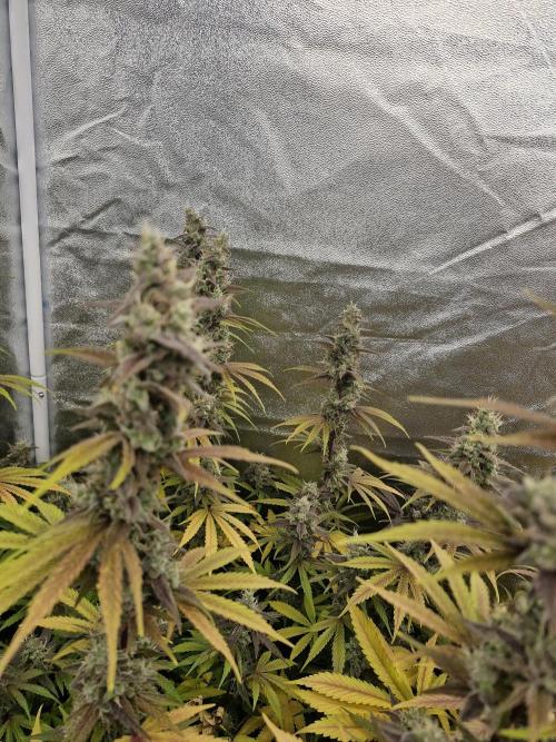 Stardawg pheno hunt. Week 14