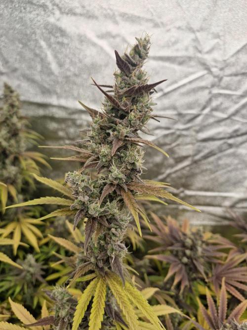 Stardawg pheno hunt. Week 14