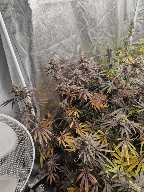 Stardawg pheno hunt. Week 14