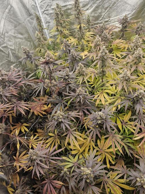 Stardawg pheno hunt. Week 14