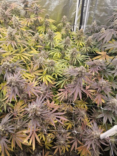 Stardawg pheno hunt. Week 14